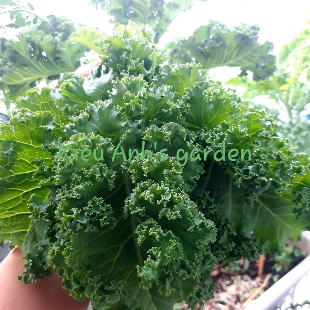 Hạt giống Cải xoăn KALE, đóng gói 2gr (khoảng 400 hạt)