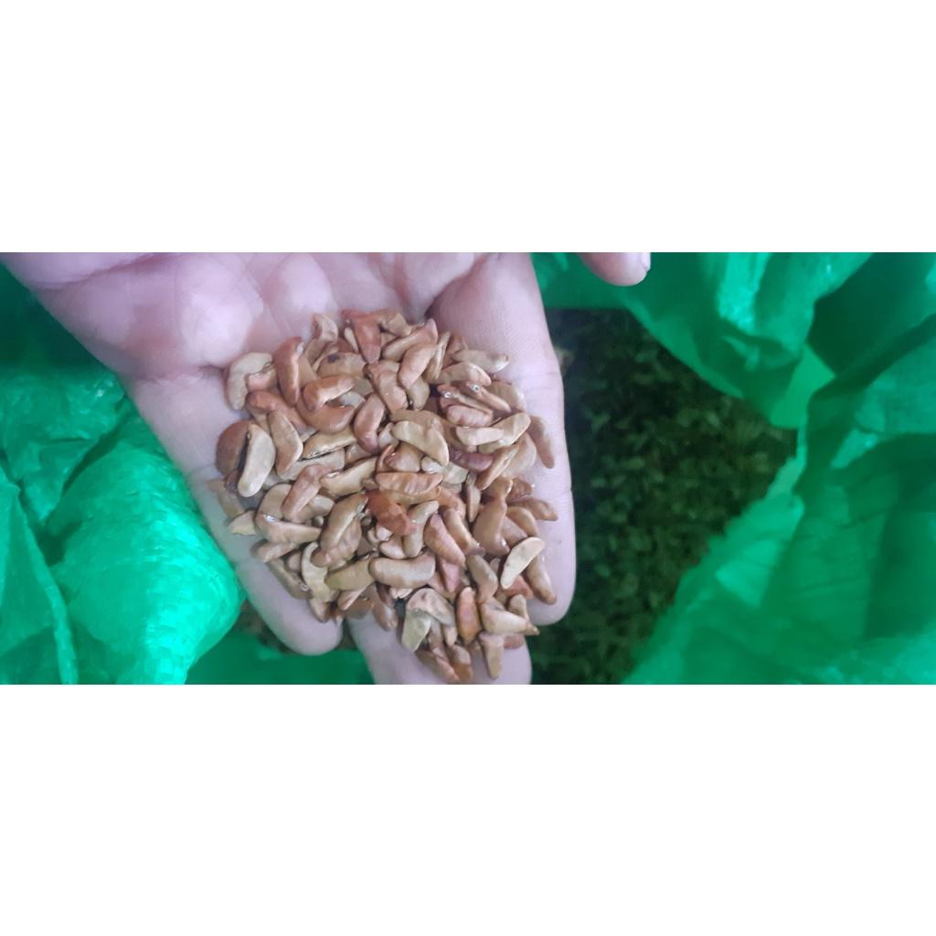 50 gram hạt giống giáng hương