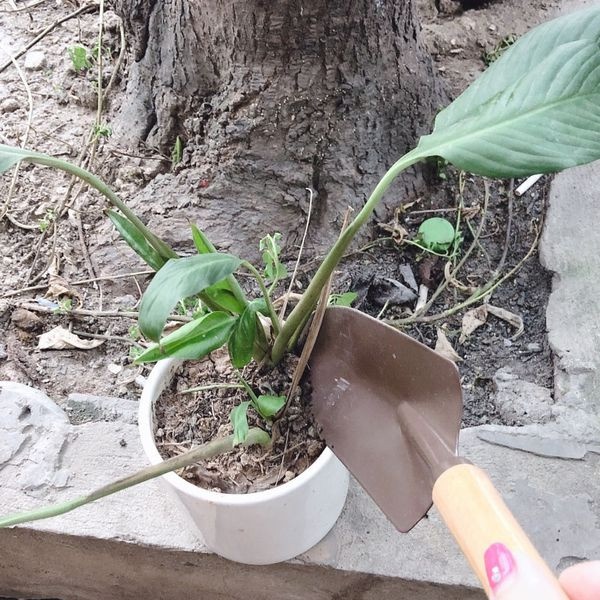 Xẻng thép cán gỗ làm vườn tiện ích hàng nội địa Nhật Bản
