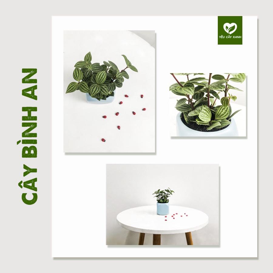 Cây Bình An  Peperomia Puteolata loại cây mang lại bình an và may mắn