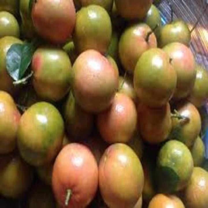 Combo 10 Cây giống chanh đào