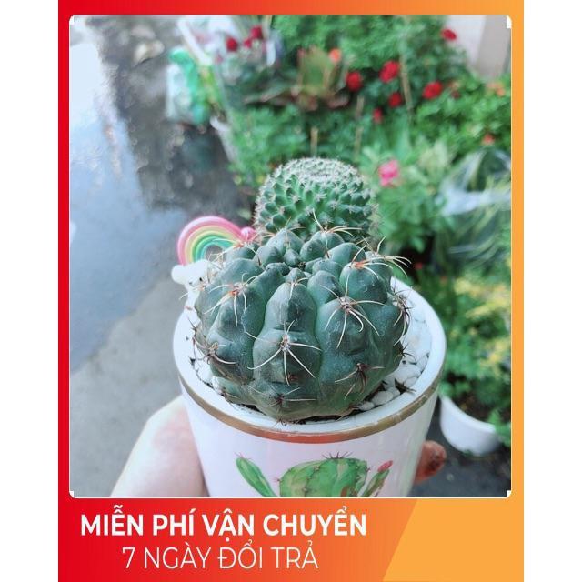 Chậu Xương Rồng Tiểu Cảnh Mini