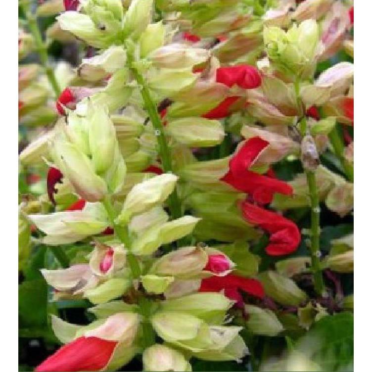 Hạt giống hoa xác-pháo-nhiều màu - 1 gói 100 hạt