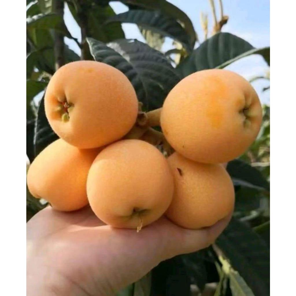 CÂY GIỐNG BIWA GIỐNG MỚI ĐẶC BIỆT