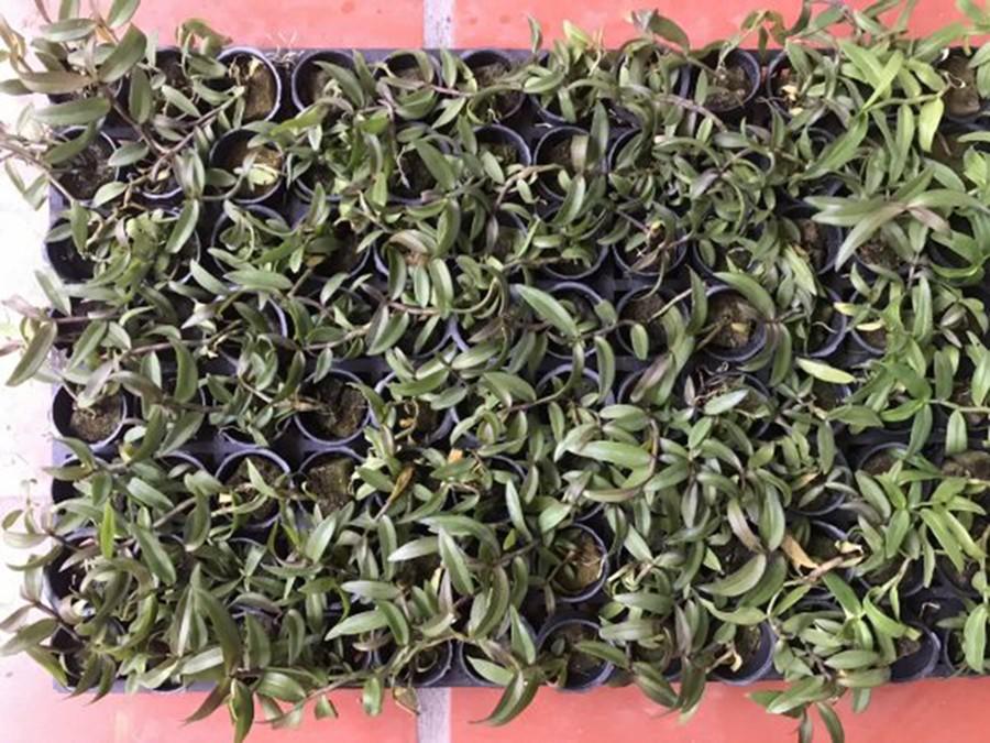 Combo 2 cốc hoa phong lan - giả hạc châu như