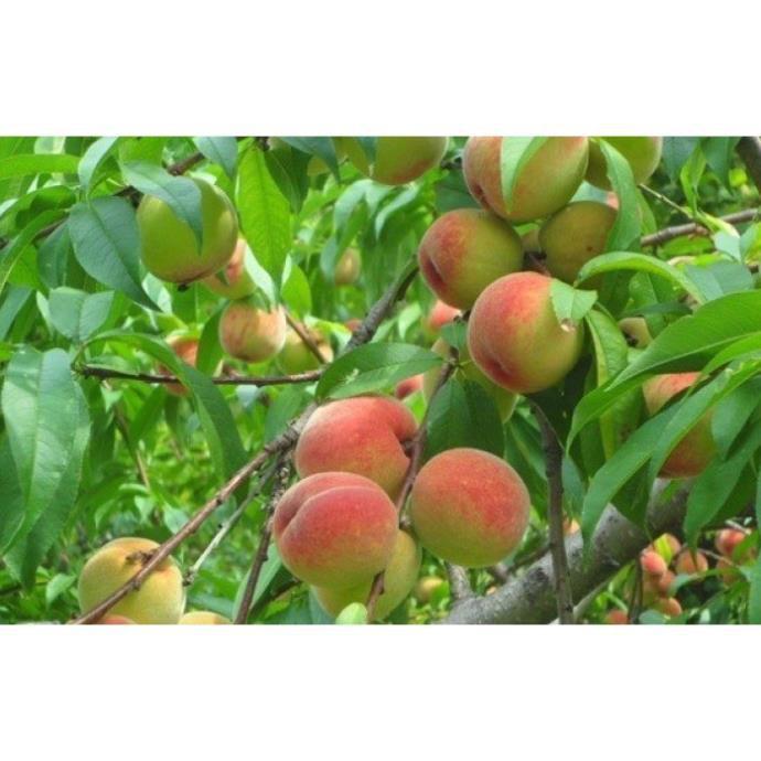 CÂY GIỐNG ĐÀO BÁT TIÊN