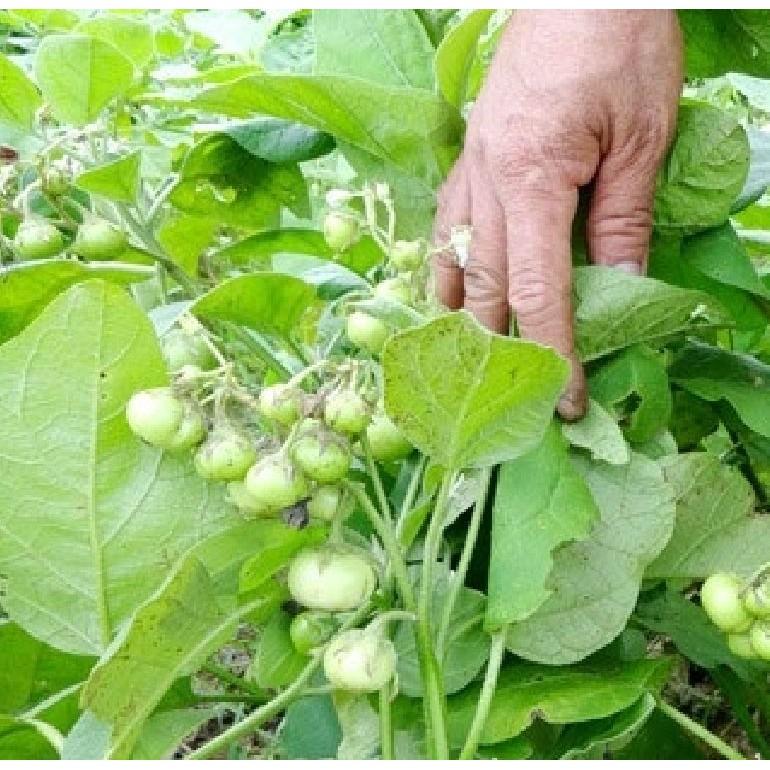 Hạt Giống Cà Pháo Xanh. 2gr/gói