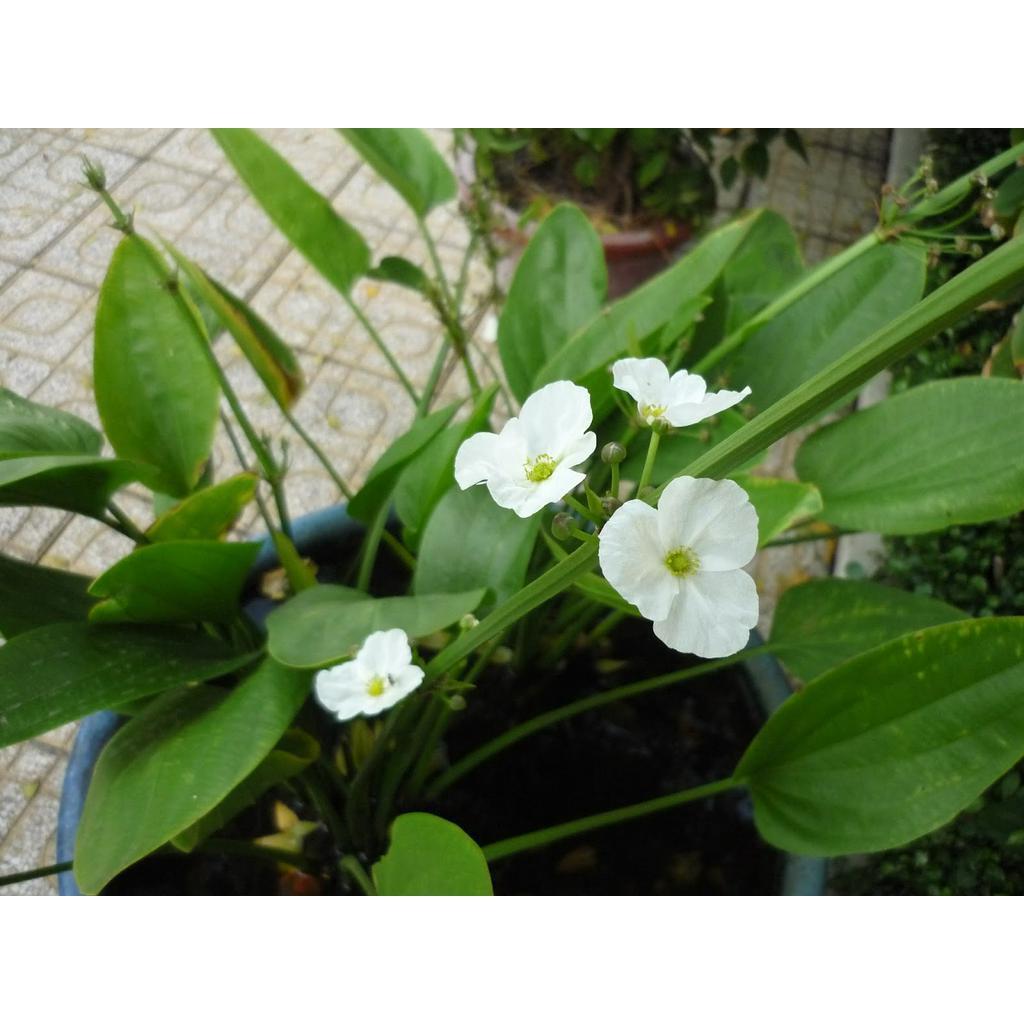 Chậu cây BÁCH THỦY TIÊN, THỦY SINH - Cây PHONG THỦY, may mắn, tài lộc - gửi đi nguyên bầu