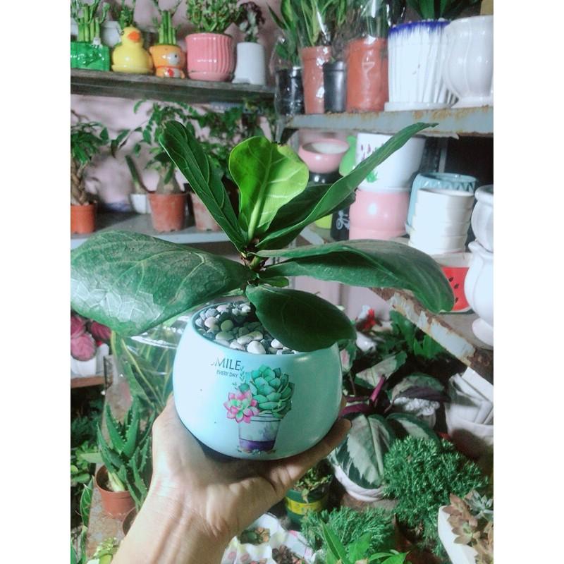 Chậu Cây Bàng Singapore