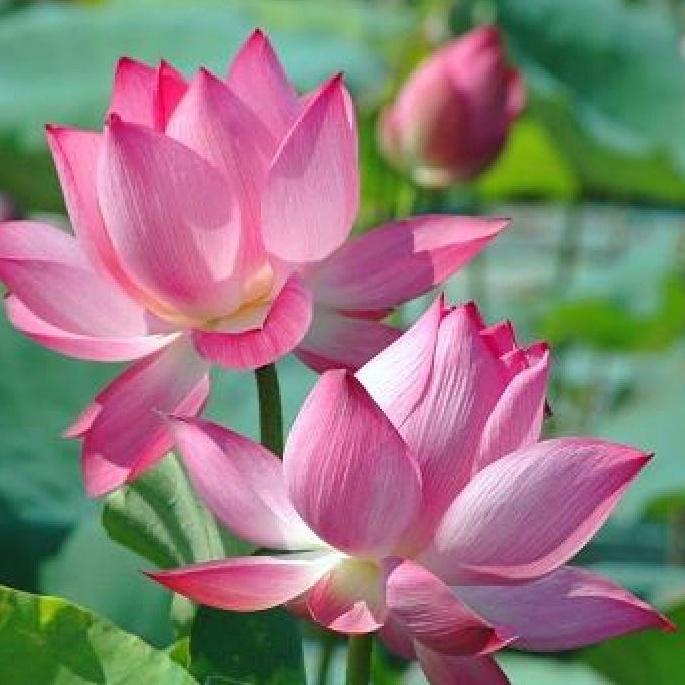 Combo 2 gói hạt giống hoa sen ta-gói 10 hạt/tặng kèm gói kích mầm