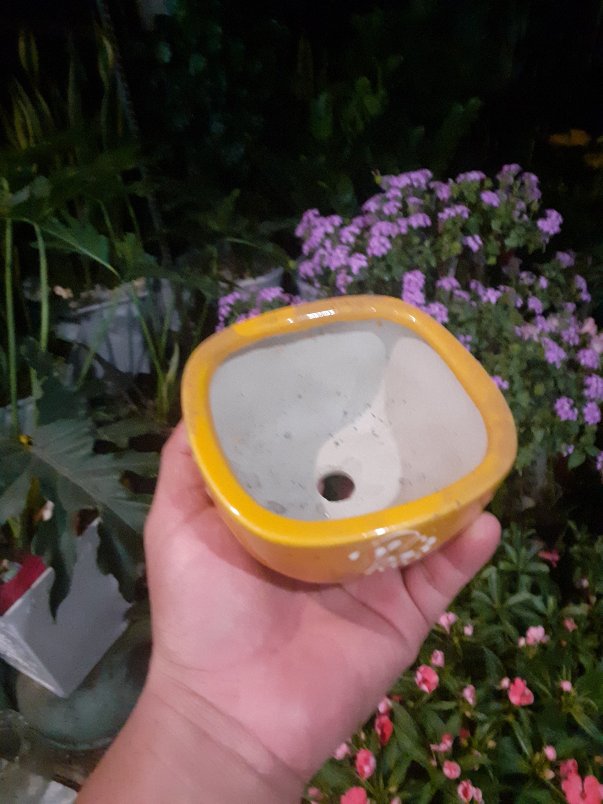 Chậu phát tài phát lộc vuông vàng