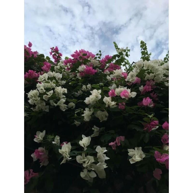 Giấy thái leo tường