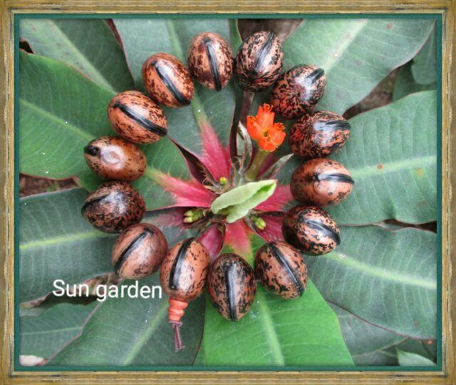 VÒNG TAY BÌNH AN HẠT BỒ ĐỀ TỰ NHIÊN