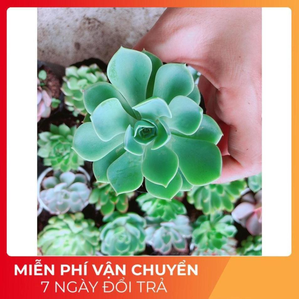 Combo 10 Cây Sen Đá