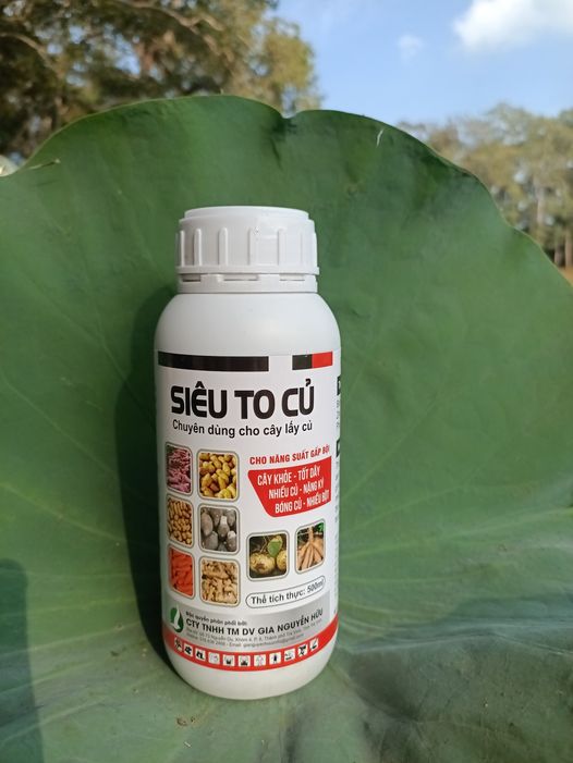 SIÊU TO CỦ