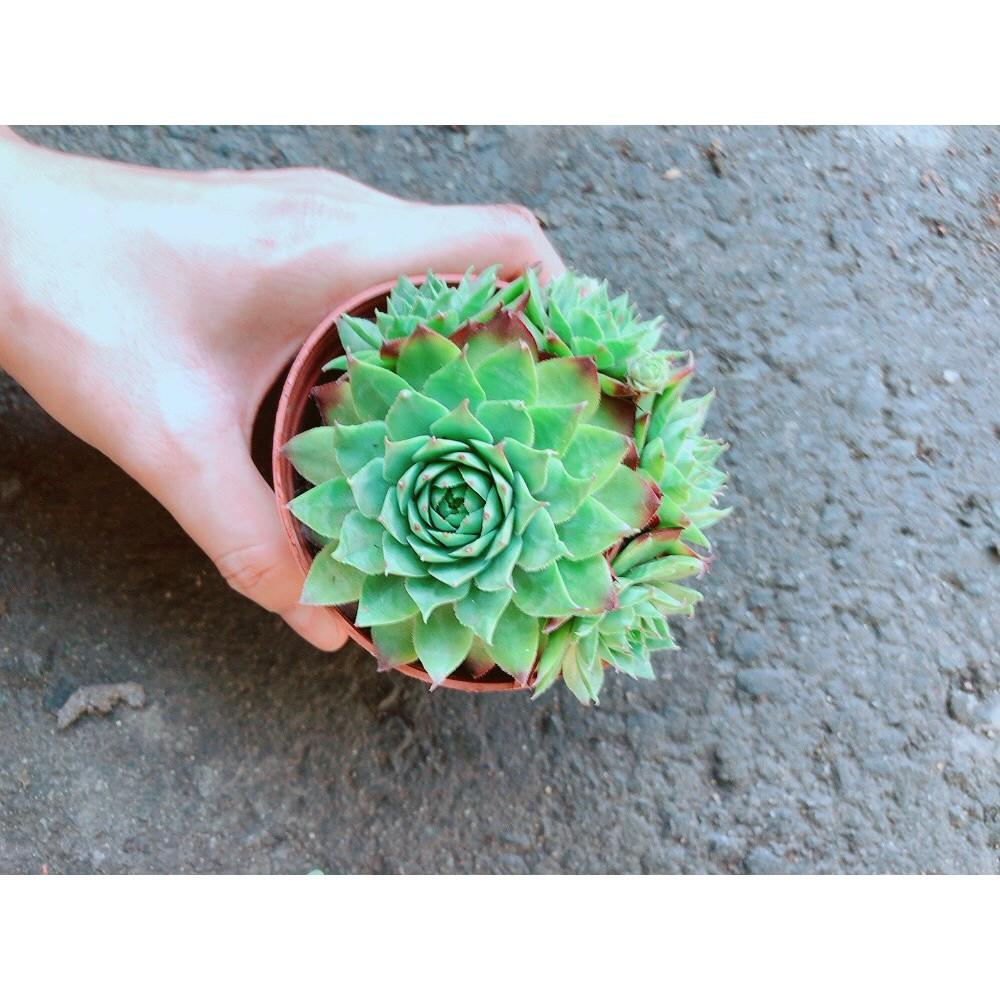 Chậu Phật Bà Xanh