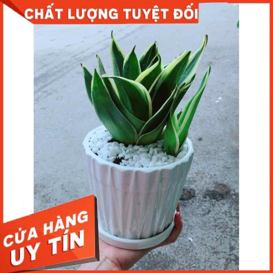 Chậu Lưỡi Hổ Thái Nhiều Người Mua