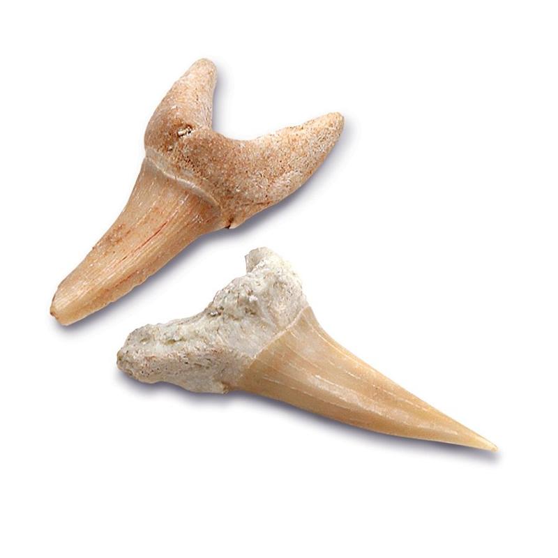 Đồ Chơi Giáo Dục STEM 1423004791 - Shark Teeth Unearthed - Bộ Khảo Cổ Truy Tìm Răng Cá Mập