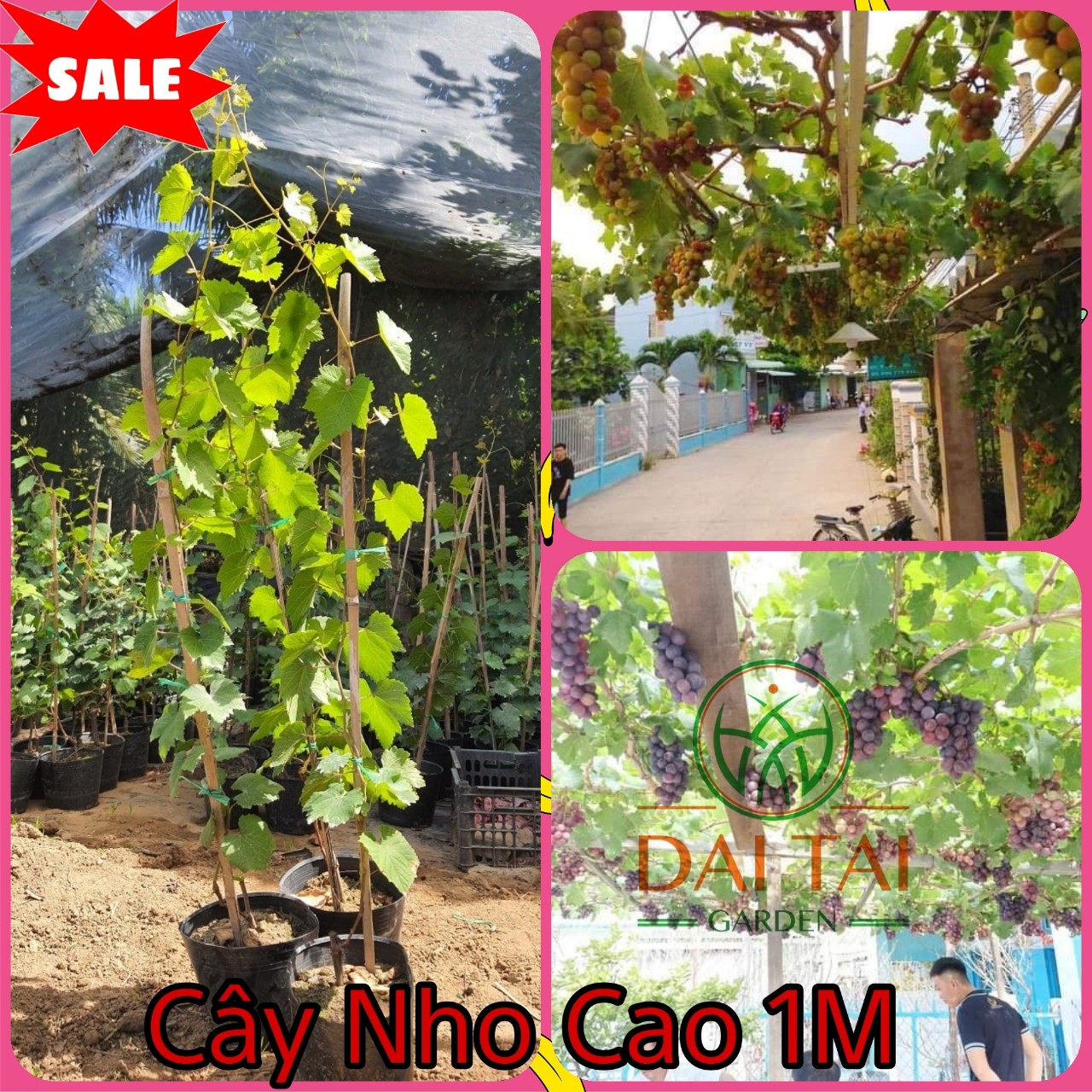 Cây Nho Ngón Tay 152 CAO Sẵn 1M - Trồng 3 Tháng Có Trái