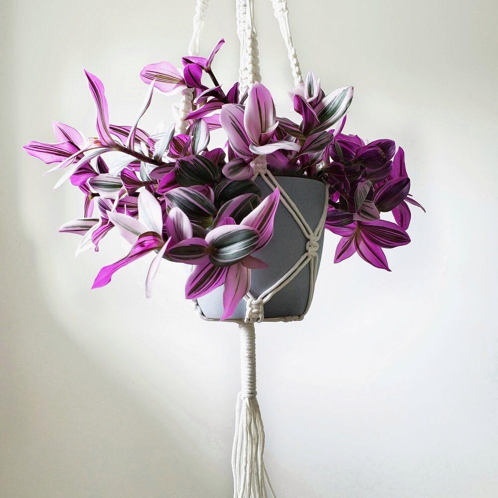 Cây giống Tradescantia albiflora Nanouk (Thài Lài Hồng Nanouk, Thài Lài Đột Biến) chậu nhựa