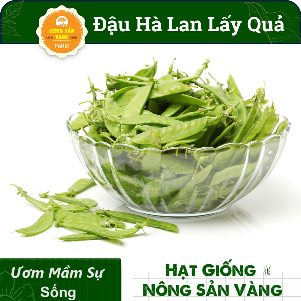 Hạt giống Đậu Hà Lan Xanh ( Gói 10 Gram ) - Nông Sản Vàng