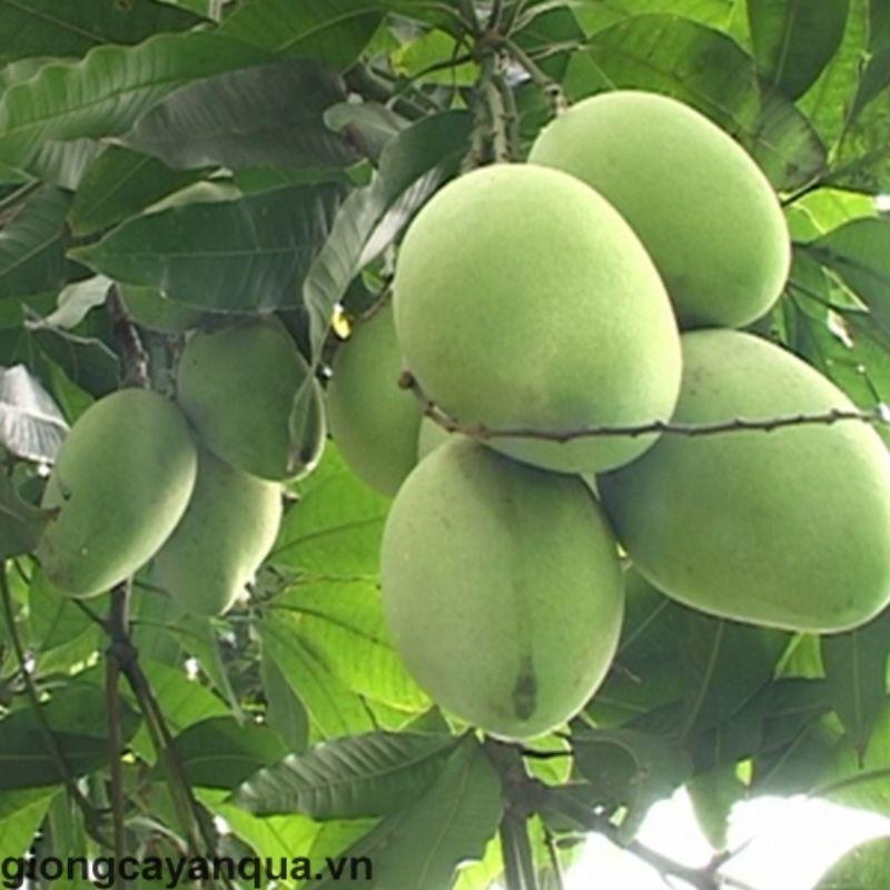 CÂY GIỐNG XOÀI TƯỢNG SIÊU SỚM
