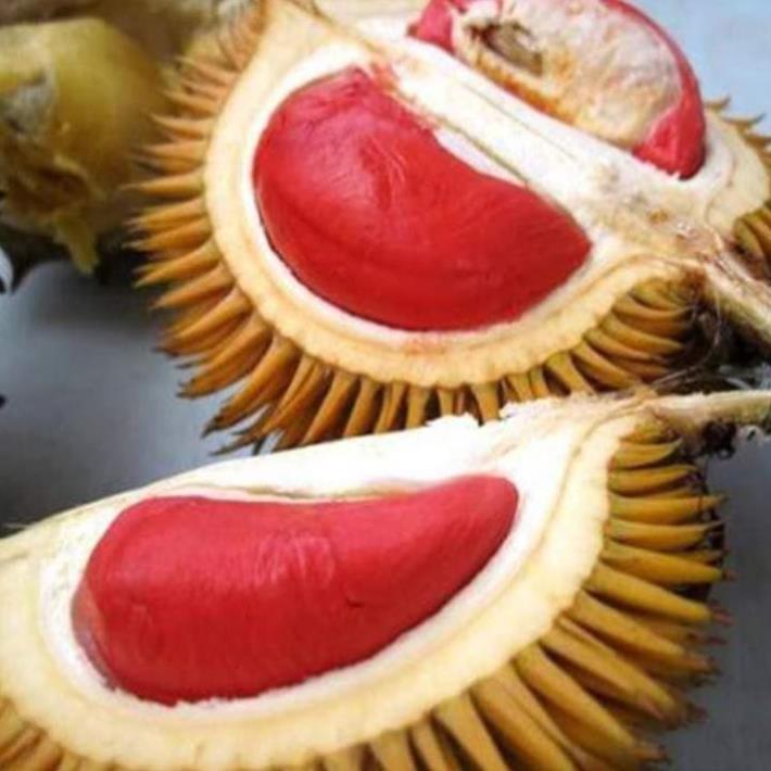 Sản phẩm CÂY GIỐNG SẦU RIÊNG RUỘT ĐỎ