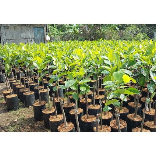Cây Giống Mít trái dài Malaysia