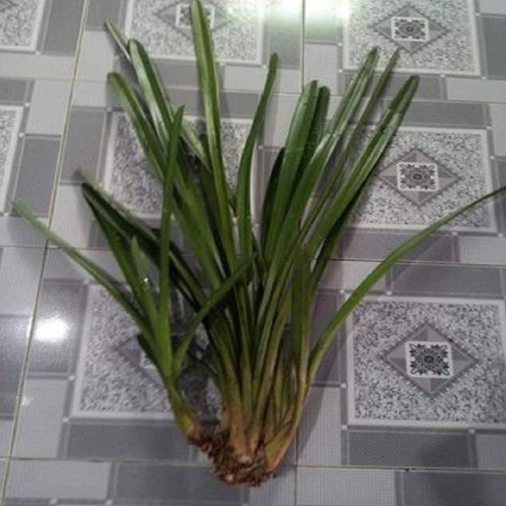 Hoa phong lan kiếm 2 màu