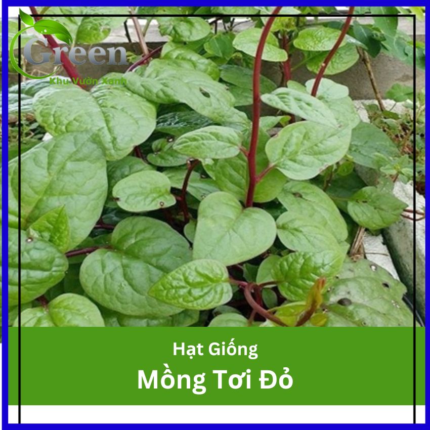 Hạt Giống Rau Mồng Tơi Đỏ Nảy Mầm Tốt