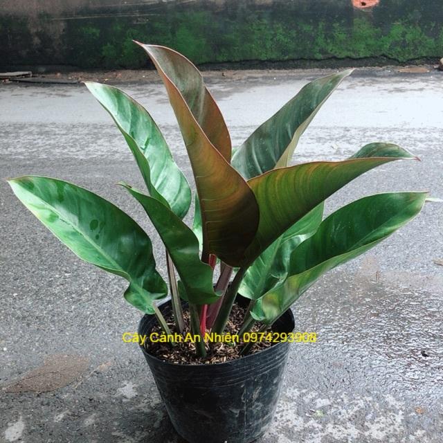 Trầu Bà Đế Vương Đỏ