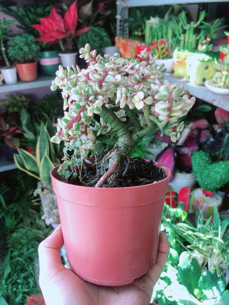 Cành Vàng Lá Ngọc Thân Cổ Thụ
