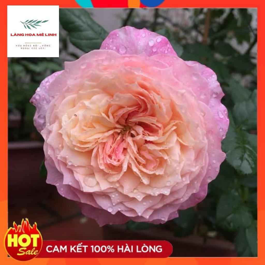 Hoa hồng ngoại Constance rose -Được ưa chuộng nhất, form cúp,màu trắng phớt hồng dịu dàng
