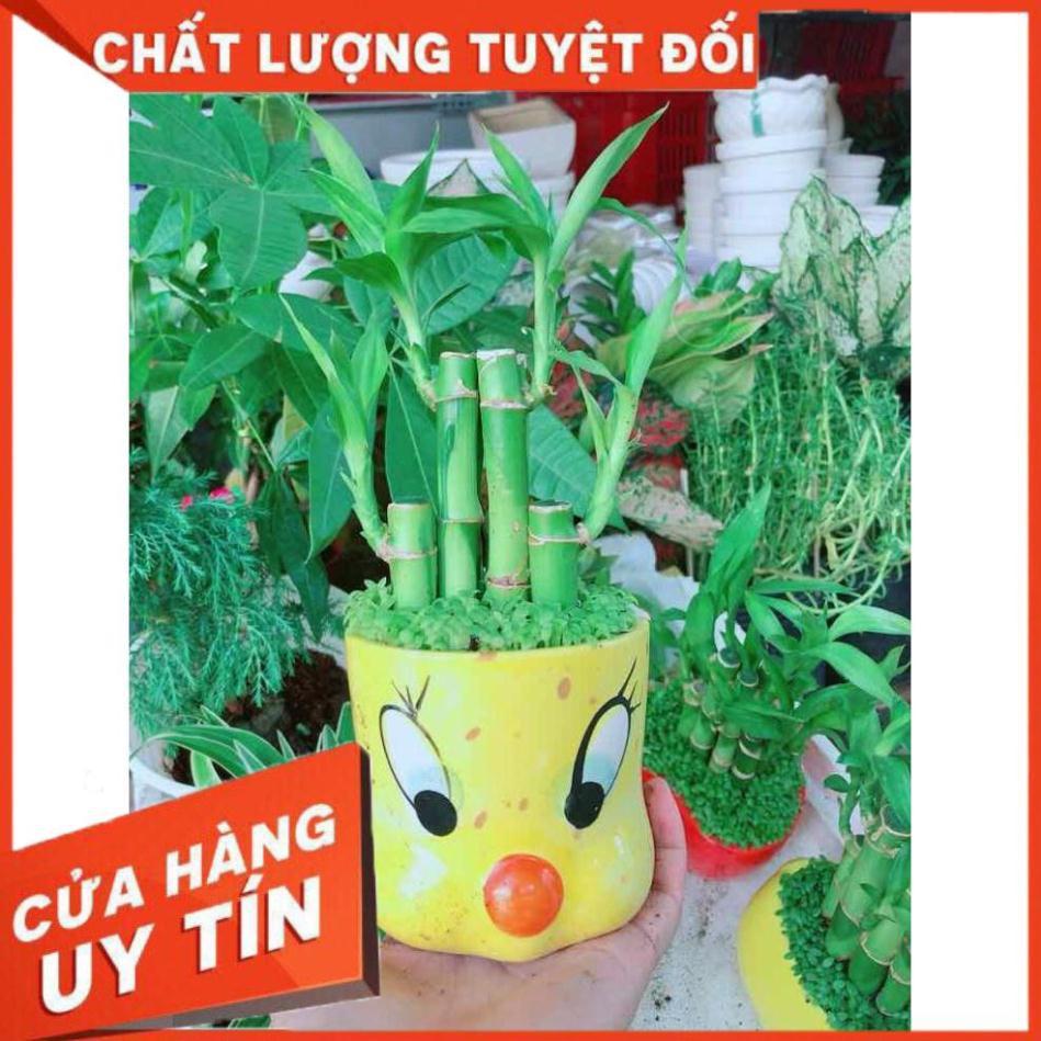 Chậu trúc phát tài Nhiều Người Mua