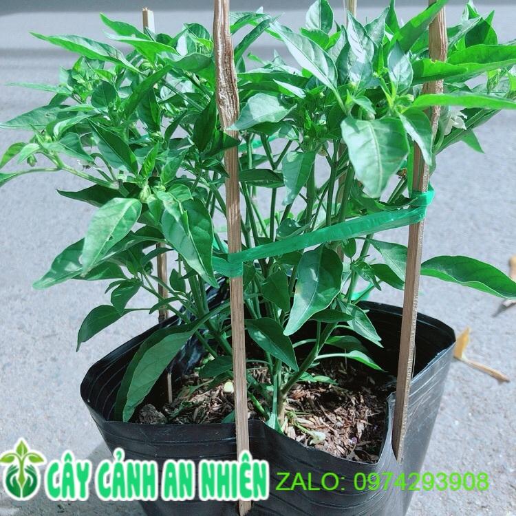 Bụi Ớt Xiêm