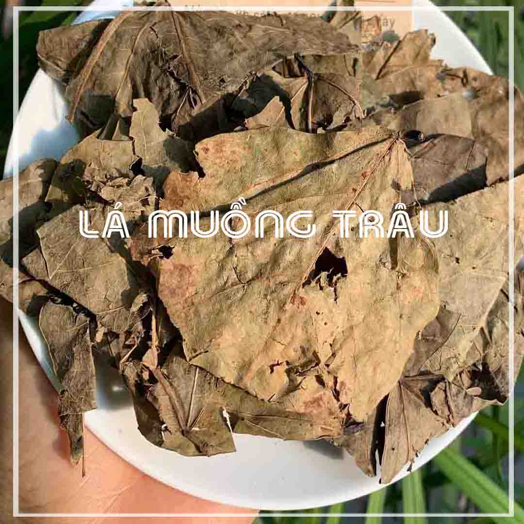 Lá Muồng Trâu khô đóng gói 1kg