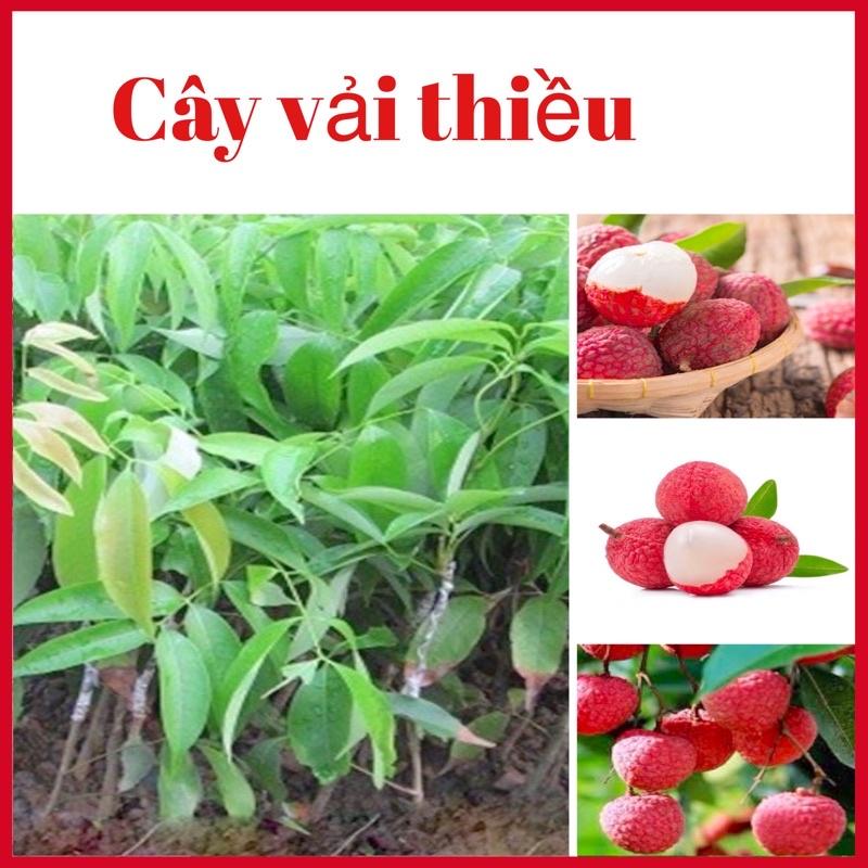 Cây vải không hạt ghép cành quả to ngọt mọng nước