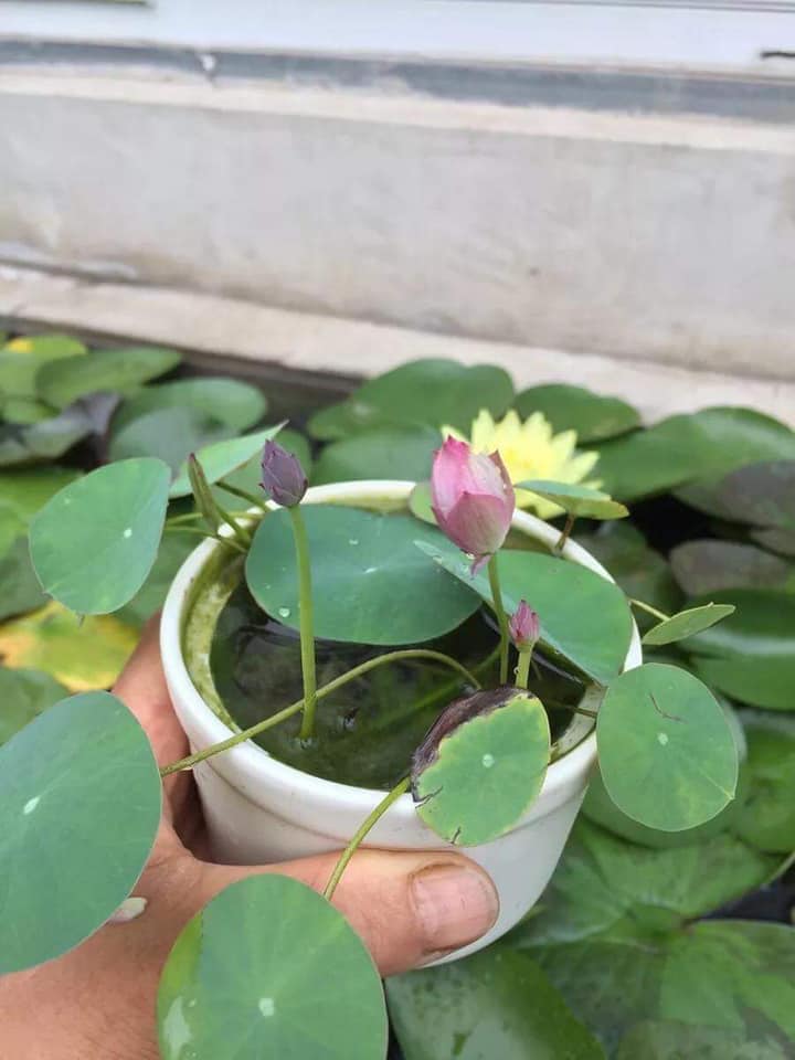 Bộ 2 Gói Hạt Giống Sen Nhật Mini - Nảy Mầm Cực Chuẩn