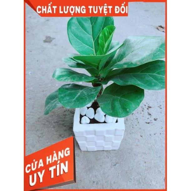 Chậu Bàng Singapore