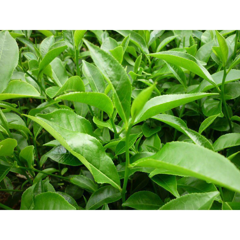 Combo 5 bầu giống chè xanh thái nguyên