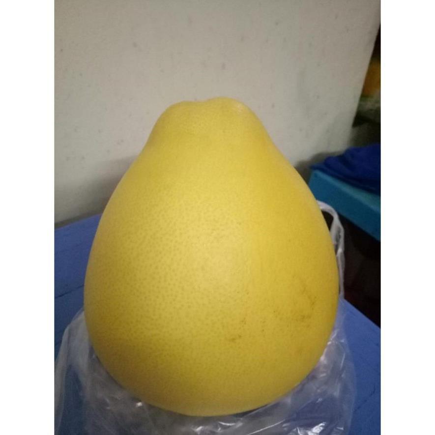 CÂY GIỐNG BƯỞI VÀNG SIÊU NGON SIÊU QUẢ- CAM KÊT GIỐNG CHUẨN F1
