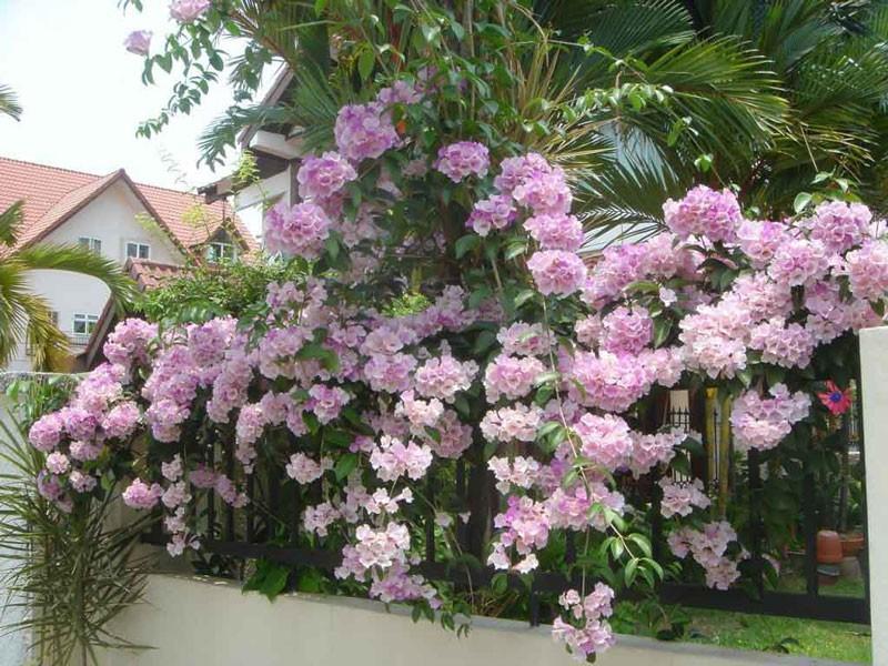 CHUẨN Cây HOA LAN TỎI-lan leo tỏi tím. bầu giống, giá rẻ