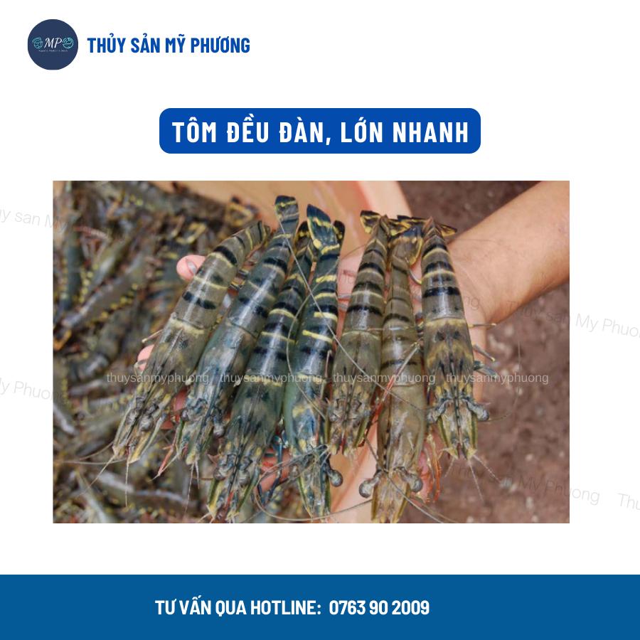 Siêu tăng trọng đạm thủy phân Masol Forte chắc thịt nặng cân chống sốc cho tôm thẻ cá lươn ếch ốc baba