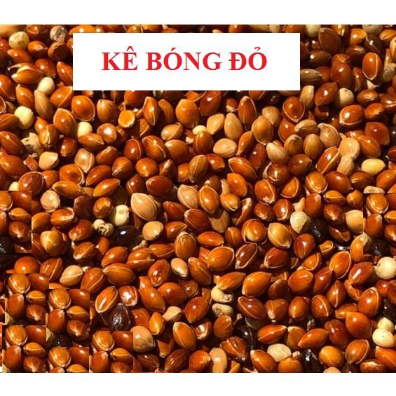 1KG HẠT KÊ BÓNG ĐỎ (KÊ ĐỎ HẠT TO) CHO CHIM CẢNH, VẸT, YẾN PHỤNG (1KG)