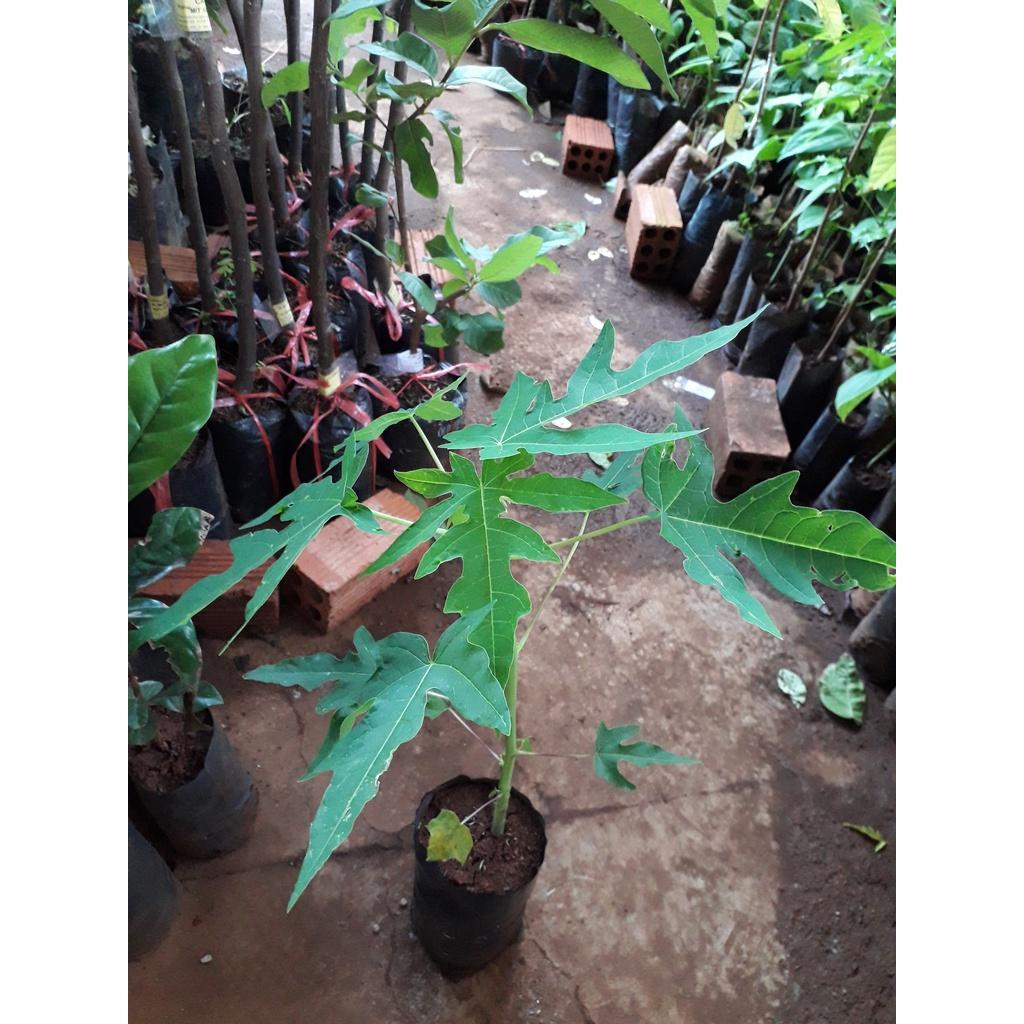 CÂY GIỐNG ĐU ĐỦ ruột đỏ LÙN TRỒNG CHẬU .