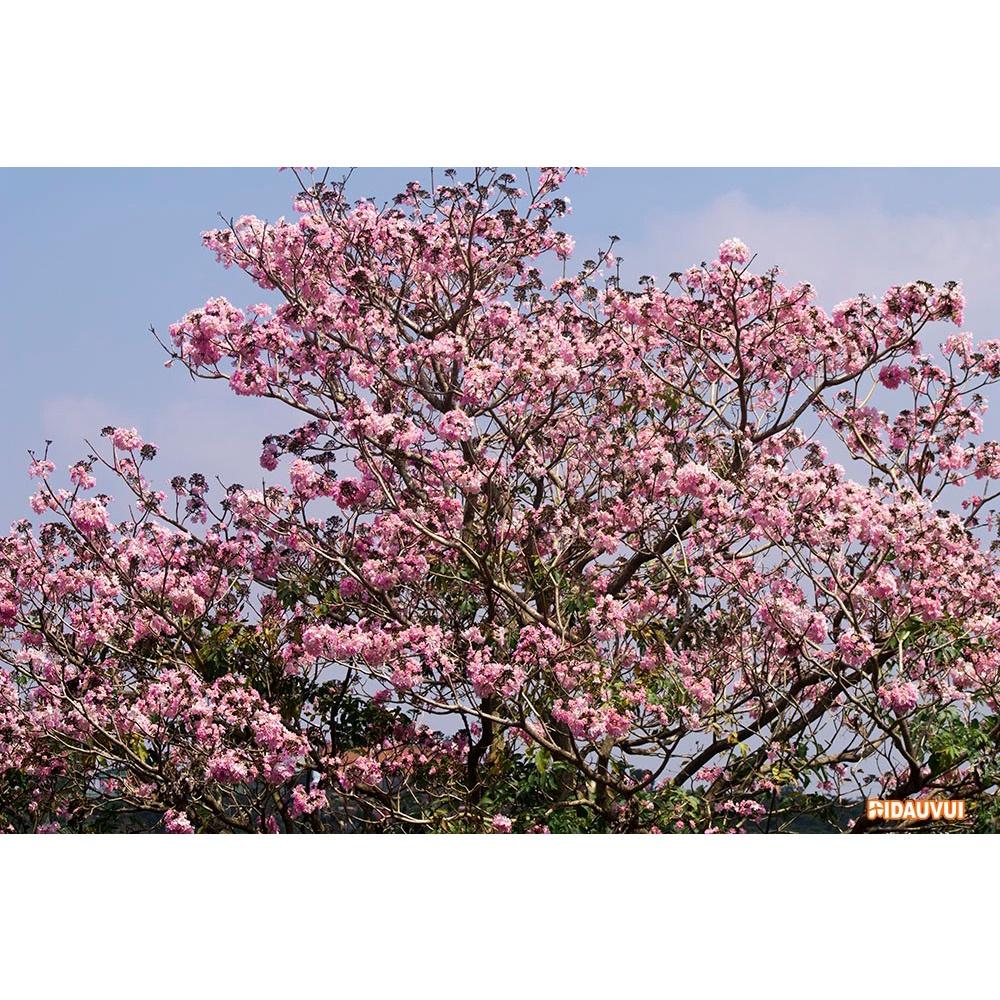 CÂY GIỐNG CÂY KÈN HỒNG , CÂY SIÊU ĐẸP