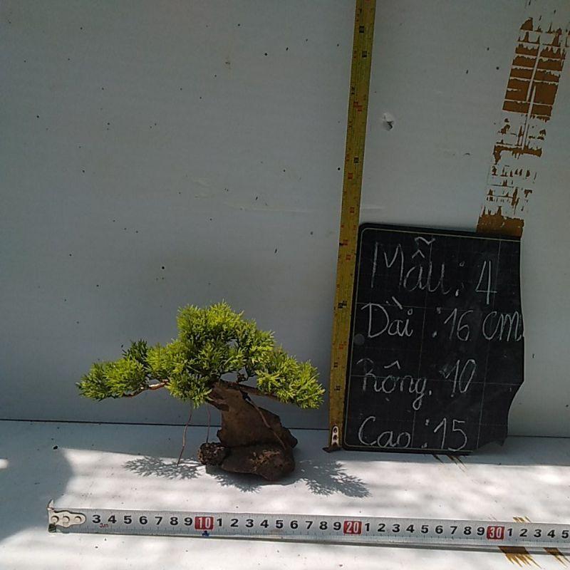 Bónai bể cá cảnh- bonsai hồ thủy sinh