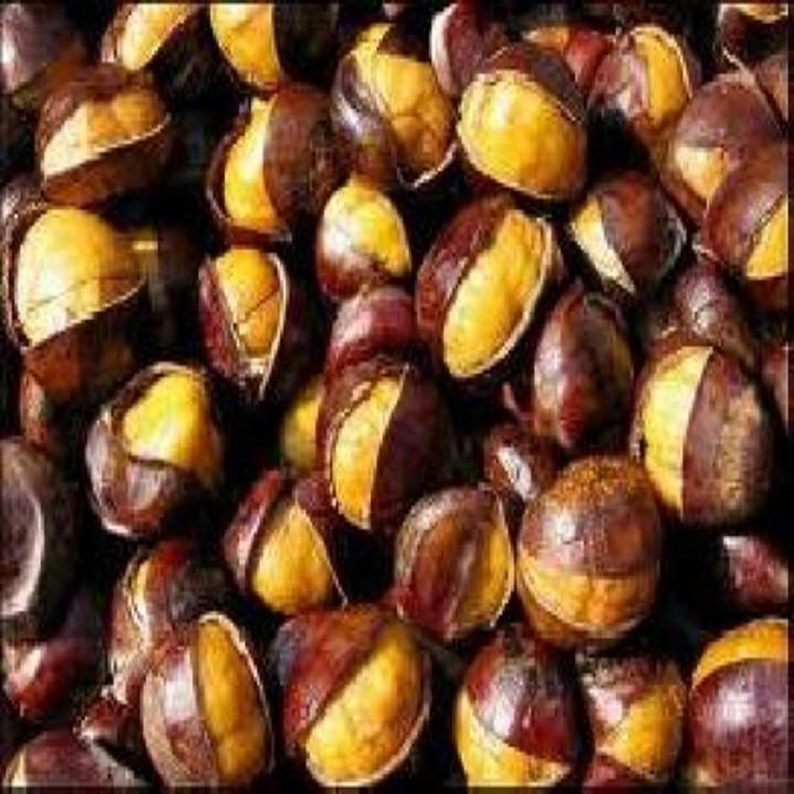 CÂY HẠT DẺ ĐEN TRÙNG KHÁNH