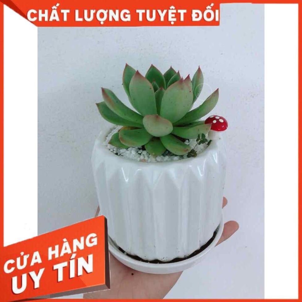 Chậu cây sen đá Nhiều Người Mua