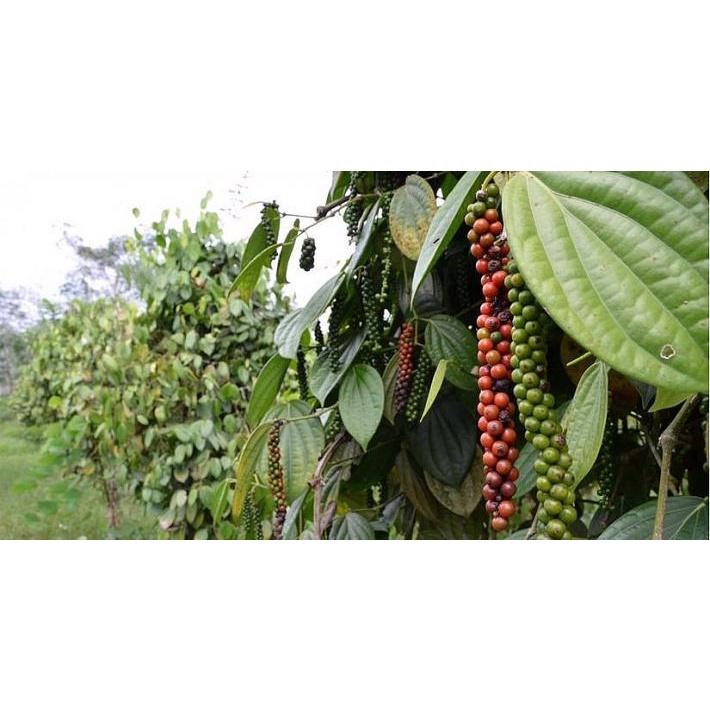 Hạt tiêu đen chín đỏ